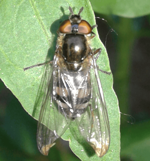 Syrphidae: Xanthandrus comtus, femmina